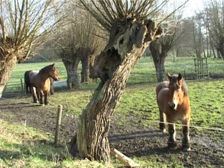 Am Niederrhein : Pferde zwischen den Kopfweiden